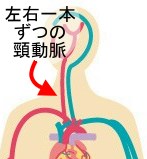 頸動脈